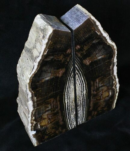 Tall Oregon Petrified Wood Bookends #19522